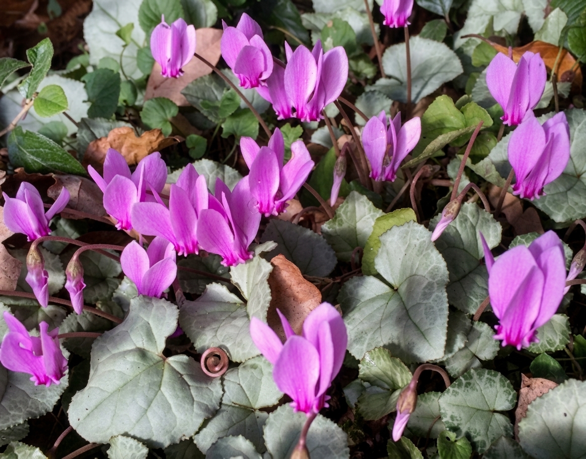 Cyclamen hederifolium 'Silver Leaf' (Sept to October)